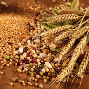 H:\Users\!Общая\Отделение организации информационного обеспечения населения\Зернобоб.jpg